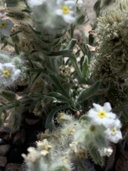 Oreocarya virginensis