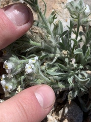 Oreocarya virginensis