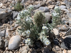 Oreocarya virginensis