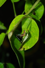 Conocephalus versicolor