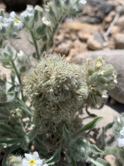 Oreocarya virginensis