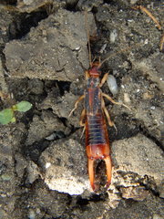 Labidura riparia