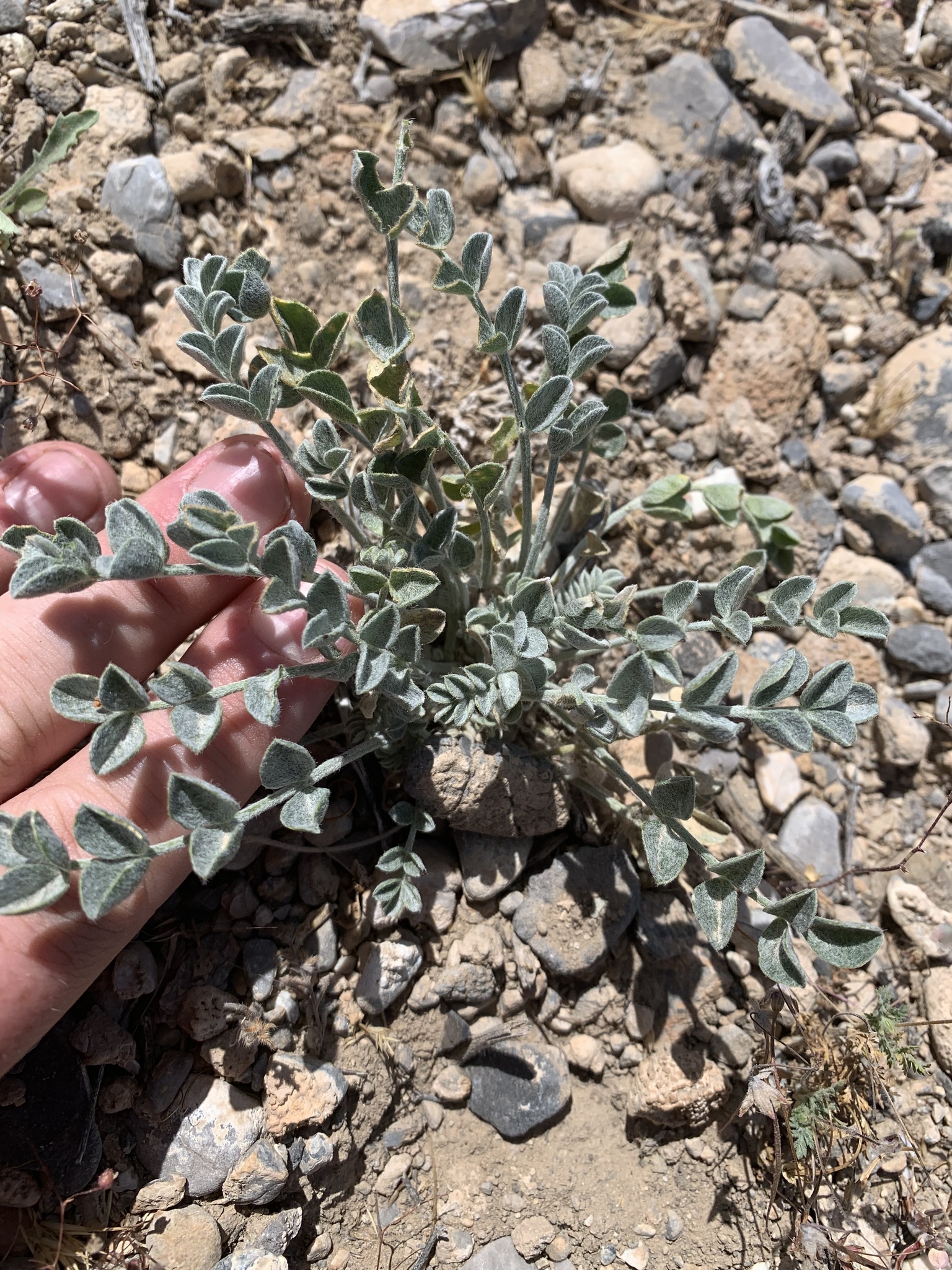 Astragalus mohavensis var. hemigyrus