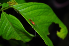 Ricolla quadrispinosa