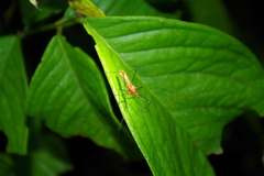 Ricolla quadrispinosa
