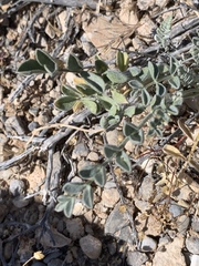 Astragalus mohavensis