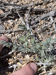 Astragalus mohavensis