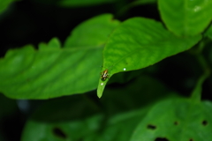 Horciasinus signoreti