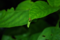 Horciasinus signoreti