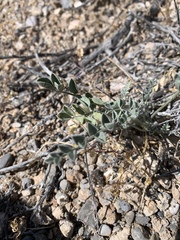 Astragalus mohavensis