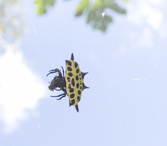 Gasteracantha taeniata