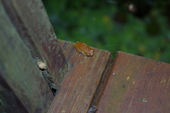 Dendropsophus reticulatus