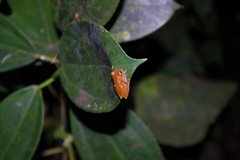 Dendropsophus reticulatus