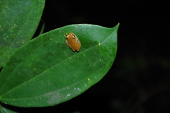 Dendropsophus reticulatus