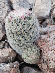 Escobaria chihuahuensis