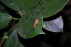 Dendropsophus reticulatus