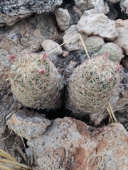 Escobaria chihuahuensis