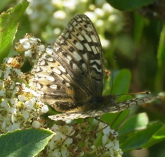Speyeria callippe callippe