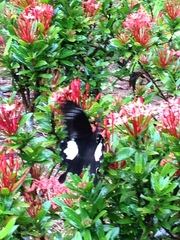 Papilio nephelus sunatus