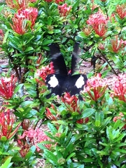 Papilio nephelus sunatus