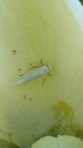 Prodoxidae
