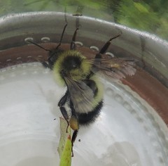 Bombus sandersoni
