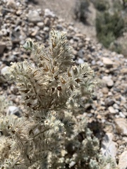 Oreocarya virginensis