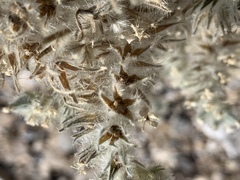 Oreocarya virginensis