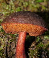 Boletus barragensis