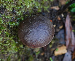 Boletus barragensis