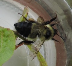 Bombus sandersoni