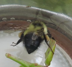 Bombus sandersoni