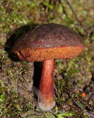 Boletus barragensis