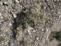 Oreocarya virginensis