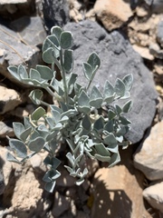 Astragalus mohavensis