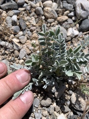 Astragalus mohavensis
