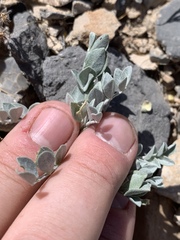 Astragalus mohavensis