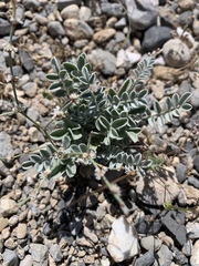 Astragalus mohavensis