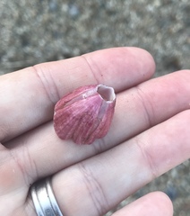 Megabalanus tintinnabulum