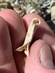 Astragalus mohavensis