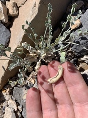 Astragalus mohavensis