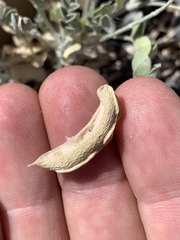 Astragalus mohavensis