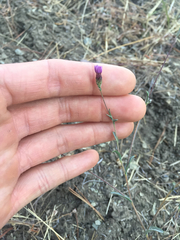 Lessingia arachnoidea