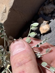 Astragalus mohavensis