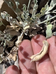 Astragalus mohavensis