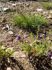 Scutellaria siphocampyloides