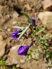 Scutellaria siphocampyloides