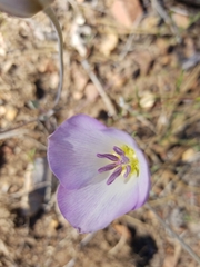 Calochortus invenustus