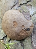 Tubifera applanata - Photo (c) Kevin Popowich, some rights reserved (CC BY), uploaded by Kevin Popowich