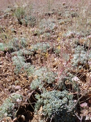 Eriogonum kennedyi austromontanum